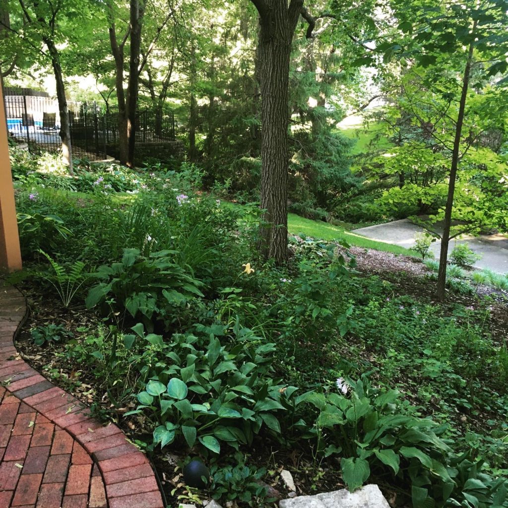 Suburban woodland area before & after - Hothouse Horticulture